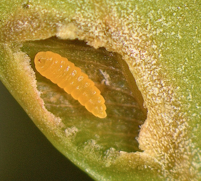 A yellow boxwood leafminer larva laying in a hallowed out hole on a boxwood leaf.